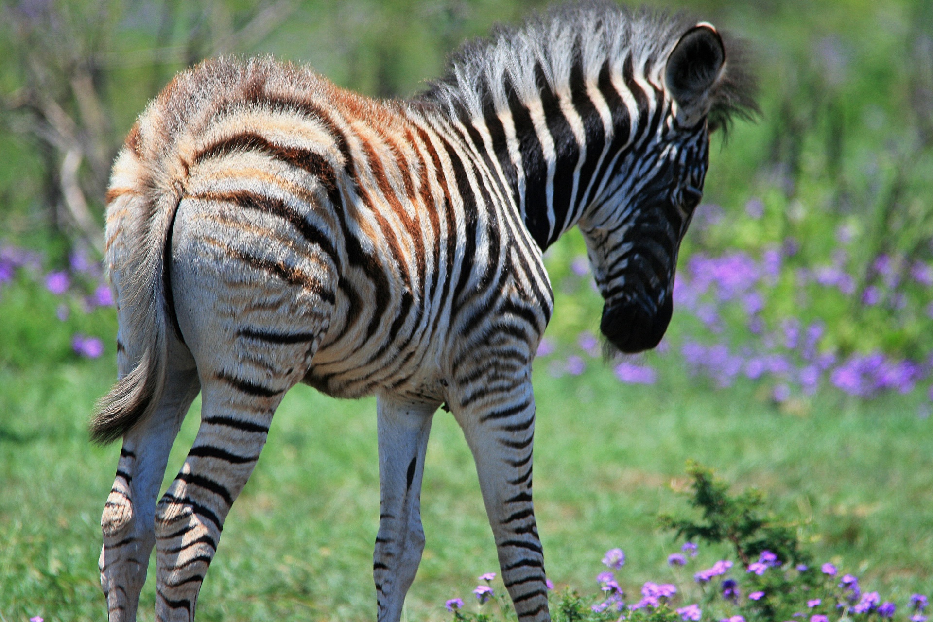 Gyvūnas,  Žaidimas,  Zebra,  Kūdikis,  Jaunas,  Kumeliukas,  Juoda,  Balta,  Dryžuotas,  Veld