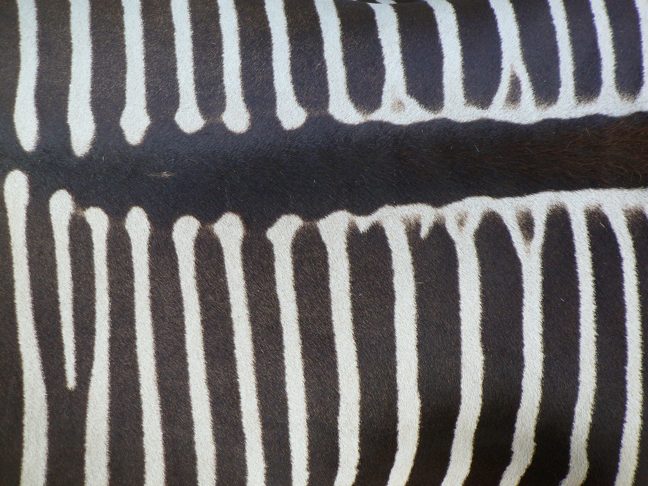 Zebra Atgal, Zebra, Gyvūnas, Pėsčiųjų Perėja, Juoda Ir Balta, Juostelės, Vaizdas Iš Viršaus, Piešimas, Zebras, Afrika