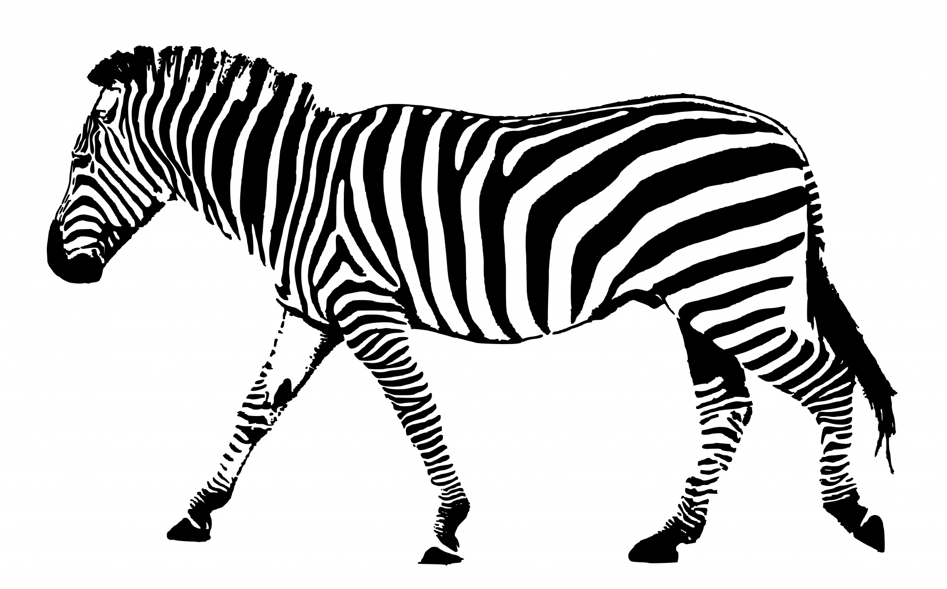 Zebra,  Gyvūnas,  Iliustracija,  Juoda,  Balta,  Juostelės,  Menas,  Fonas,  Scrapbooking,  Laisvas