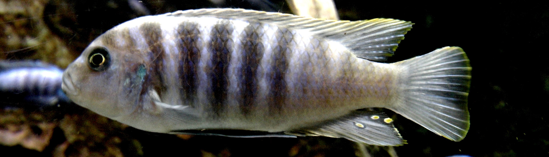 Zebra,  Cichlid,  Cichlasomatinae,  Tropiniai & Nbsp,  Žuvys,  Žuvis,  Gėlo Vandens,  Zebra Cichlid, Nemokamos Nuotraukos,  Nemokama Licenzija