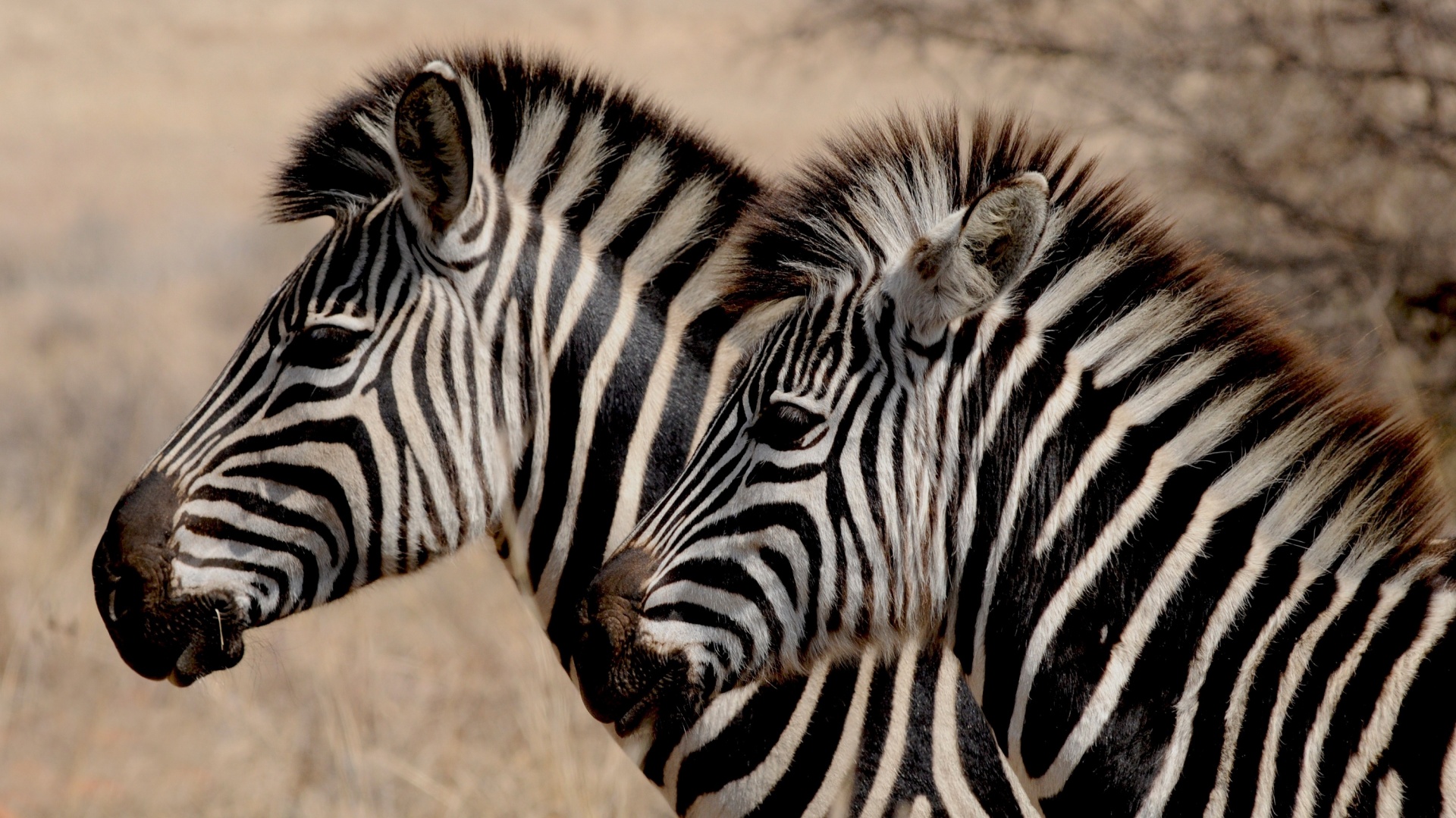 Zebra,  Pora,  Duetas,  Du,  Laukinė Gamta,  Gamta,  Juoda,  Balta,  Gyvūnas,  Žinduolis