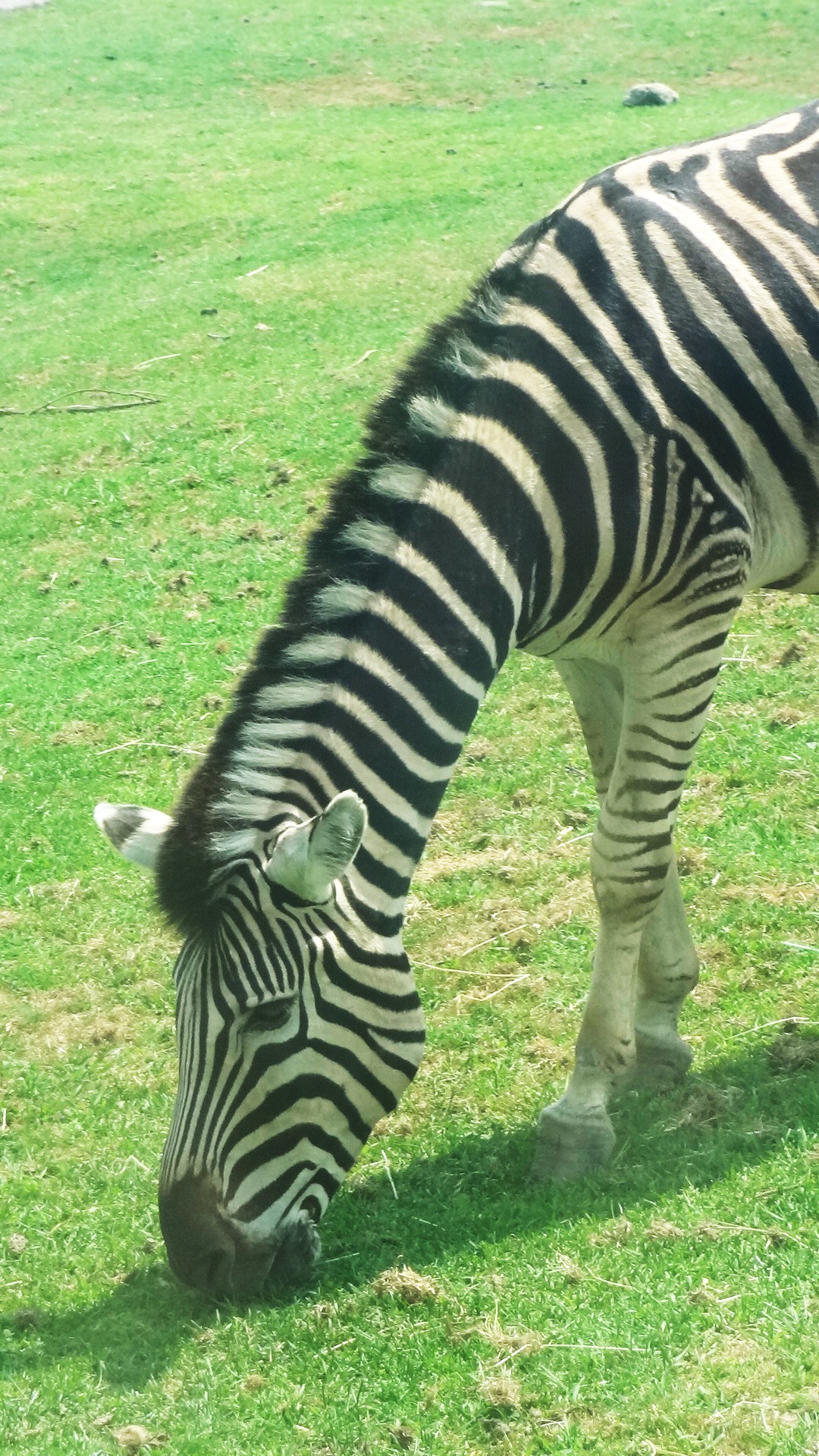 Zebra,  Iš Arti,  Valgymas,  Valgyti,  Erba,  Safari,  Žolė,  Juostos,  Valgyti Zebra, Nemokamos Nuotraukos