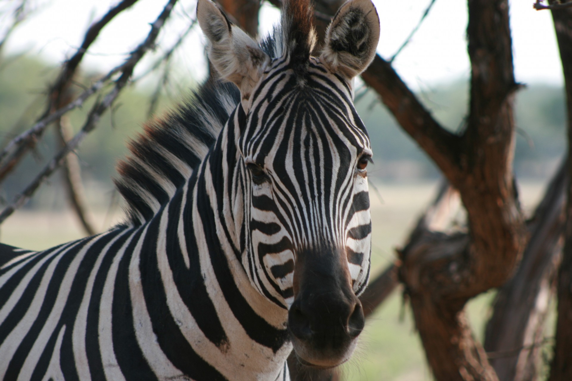 Zebra,  Laukiniai & Nbsp,  Gyvūnai,  Zoologijos Sodas,  Laukinės Gamtos & Nbsp,  Rezervas,  Gamta,  Gyvūnai,  Zebra Veidas, Nemokamos Nuotraukos