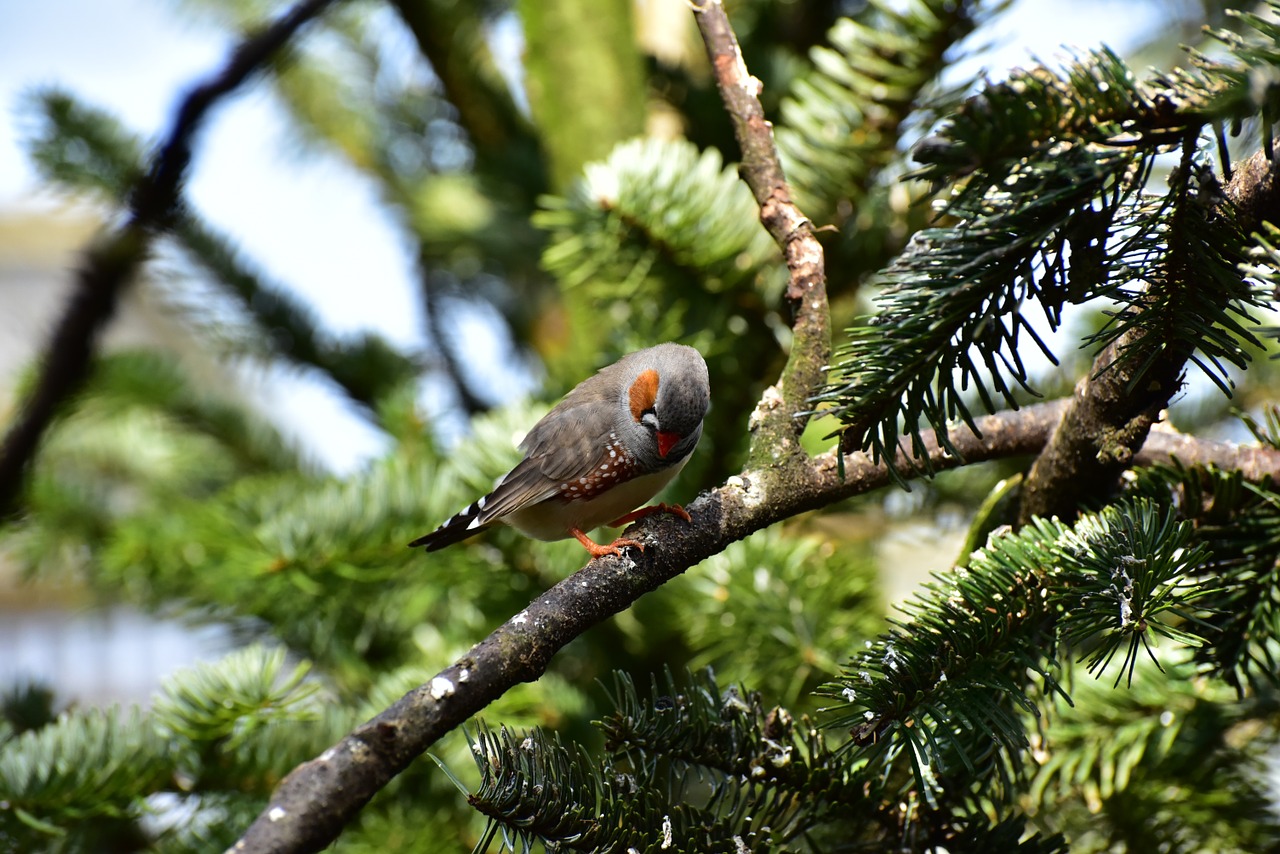 Zebra Finch, Mažas Paukštelis, Plunksna, Paukštis, Mažas, Sąskaitą, Gyvūnas, Gamta, Mielas, Plumėjimas