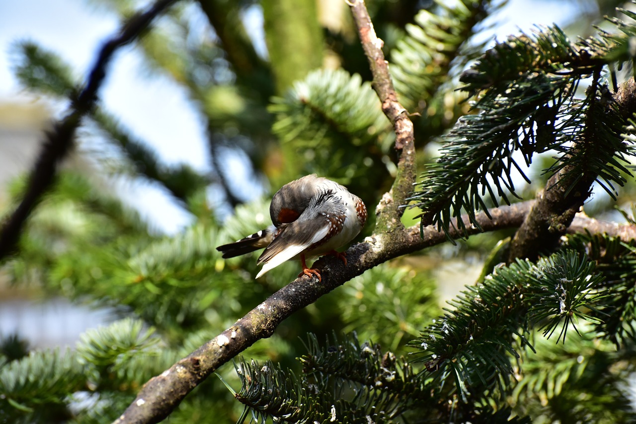 Zebra Finch, Mažas Paukštelis, Plunksna, Paukštis, Mažas, Sąskaitą, Gyvūnas, Gamta, Mielas, Plumėjimas