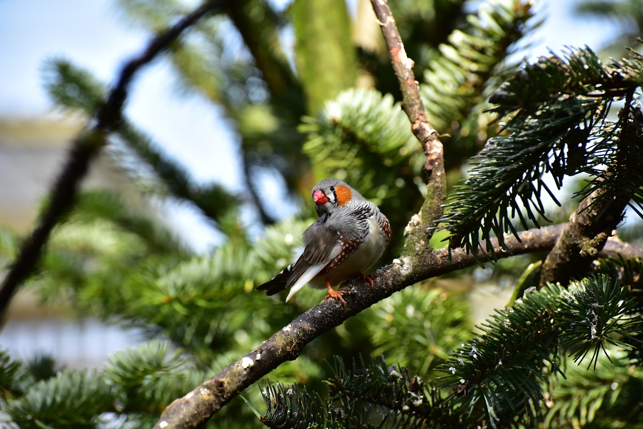 Zebra Finch, Mažas Paukštelis, Plunksna, Paukštis, Mažas, Sąskaitą, Gyvūnas, Gamta, Mielas, Plumėjimas