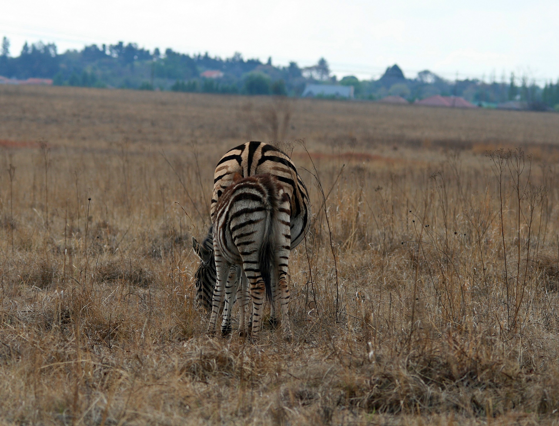 Gyvūnai,  Žaidimas,  Zebra,  Jaunas,  Motina,  Zebras Kojų Už Motinos, Nemokamos Nuotraukos,  Nemokama Licenzija