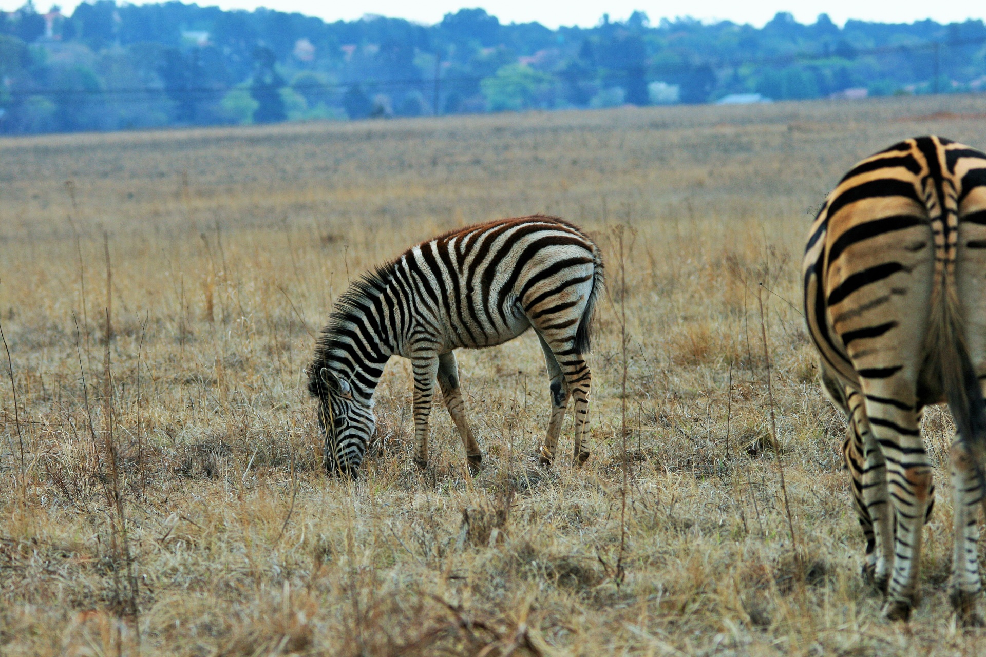 Žaidimas,  Laukiniai,  Zebra,  Kumeliukas,  Jaunas,  Zebra Kumeliukas, Nemokamos Nuotraukos,  Nemokama Licenzija