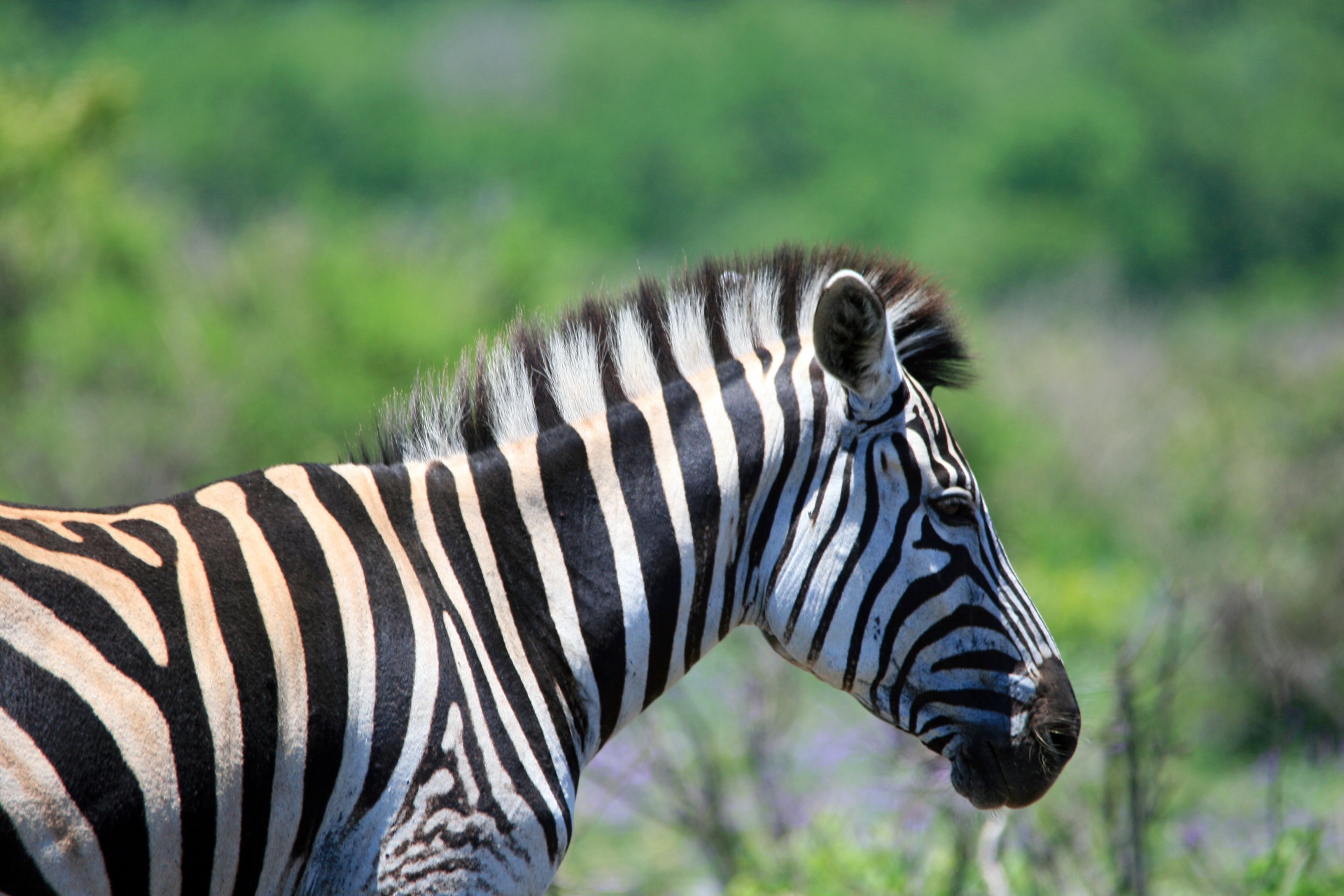 Gyvūnas,  Žaidimas,  Zebra,  Juoda,  Balta,  Dryžuotas,  Veld,  Žalias,  Zebra Iš Šono, Nemokamos Nuotraukos