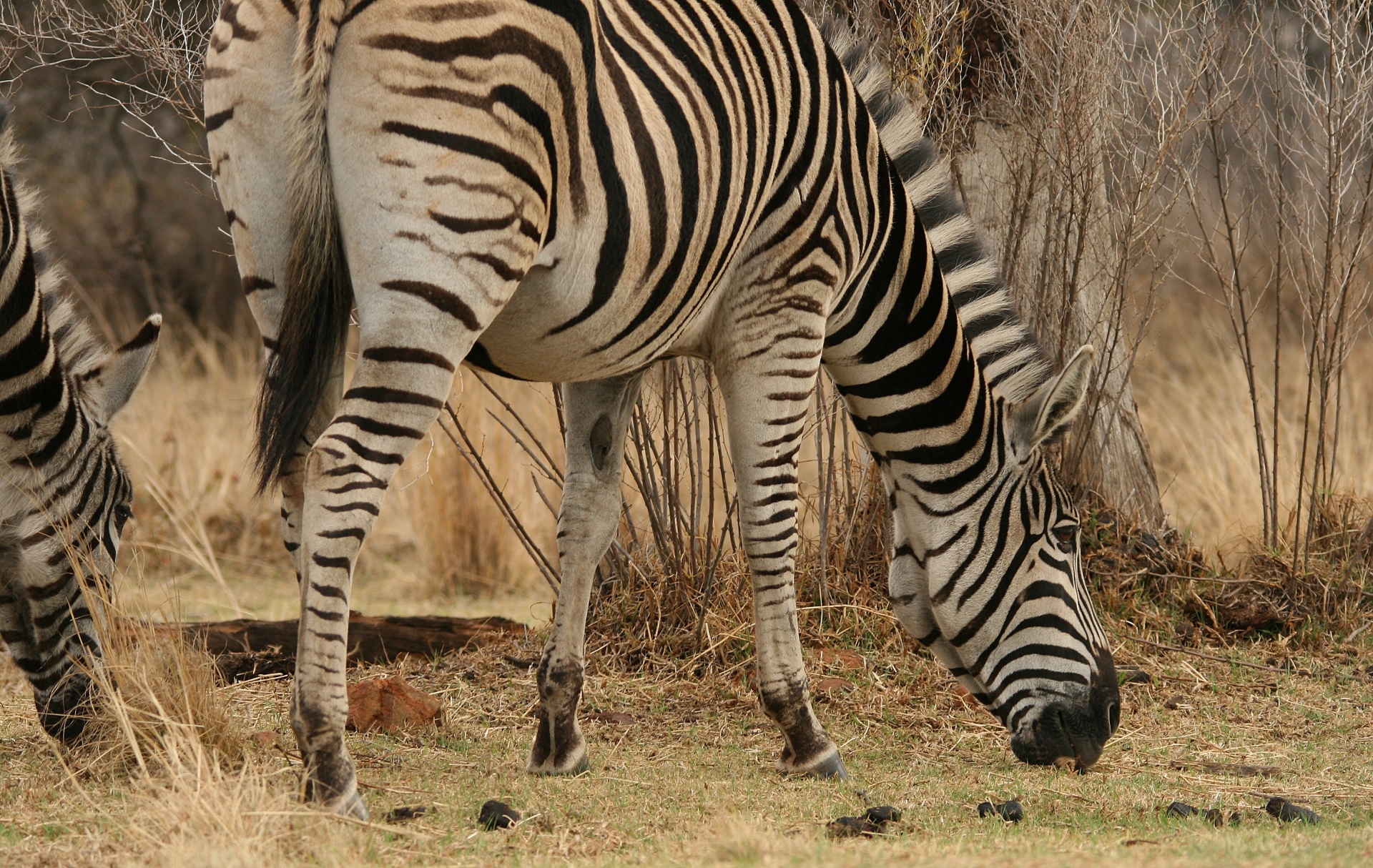 Zebra,  Žaidimas,  Gyvūnai,  Juoda,  Balta,  Juostos,  Ganymas,  Zebras Ganymas, Nemokamos Nuotraukos,  Nemokama Licenzija