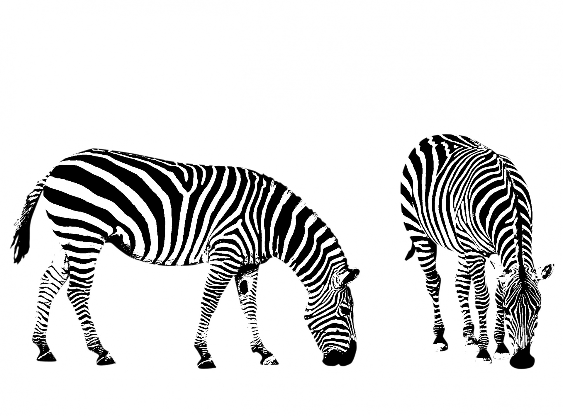 Zebra,  Zebras,  Iliustracija,  Iliustracijos,  Clip & Nbsp,  Menas,  Juoda,  Balta,  Menas,  Piešimas