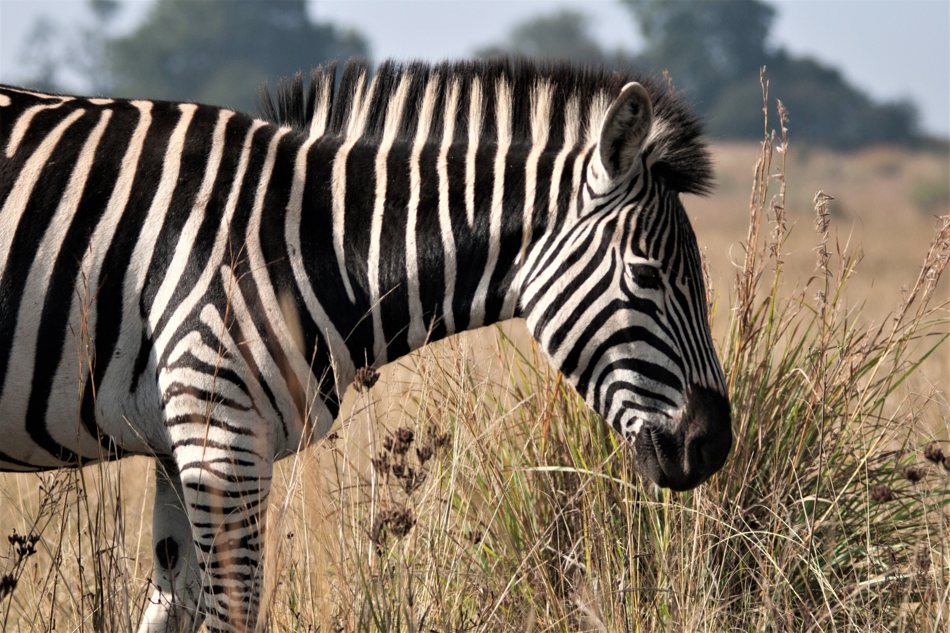 Gyvūnas,  Laukinė Gamta,  Žaidimas,  Zebra,  Juoda,  Balta,  Dryžuotas,  Raštuotas,  Veld,  Žolė