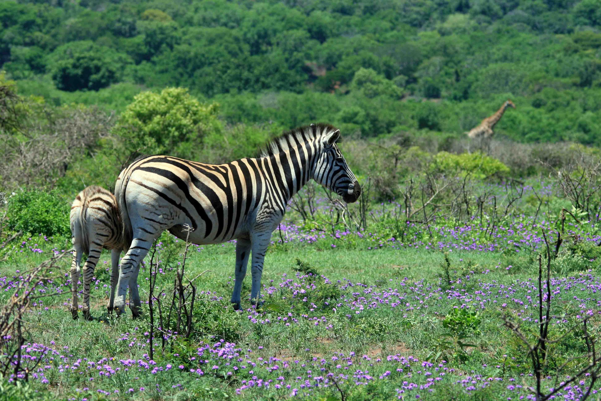 Gyvūnai,  Žaidimas,  Zebra,  Suaugęs,  Kumeliukas,  Ekranuotas,  Thula & Nbsp,  Thula,  Žaidimas & Nbsp,  Apsigyventi