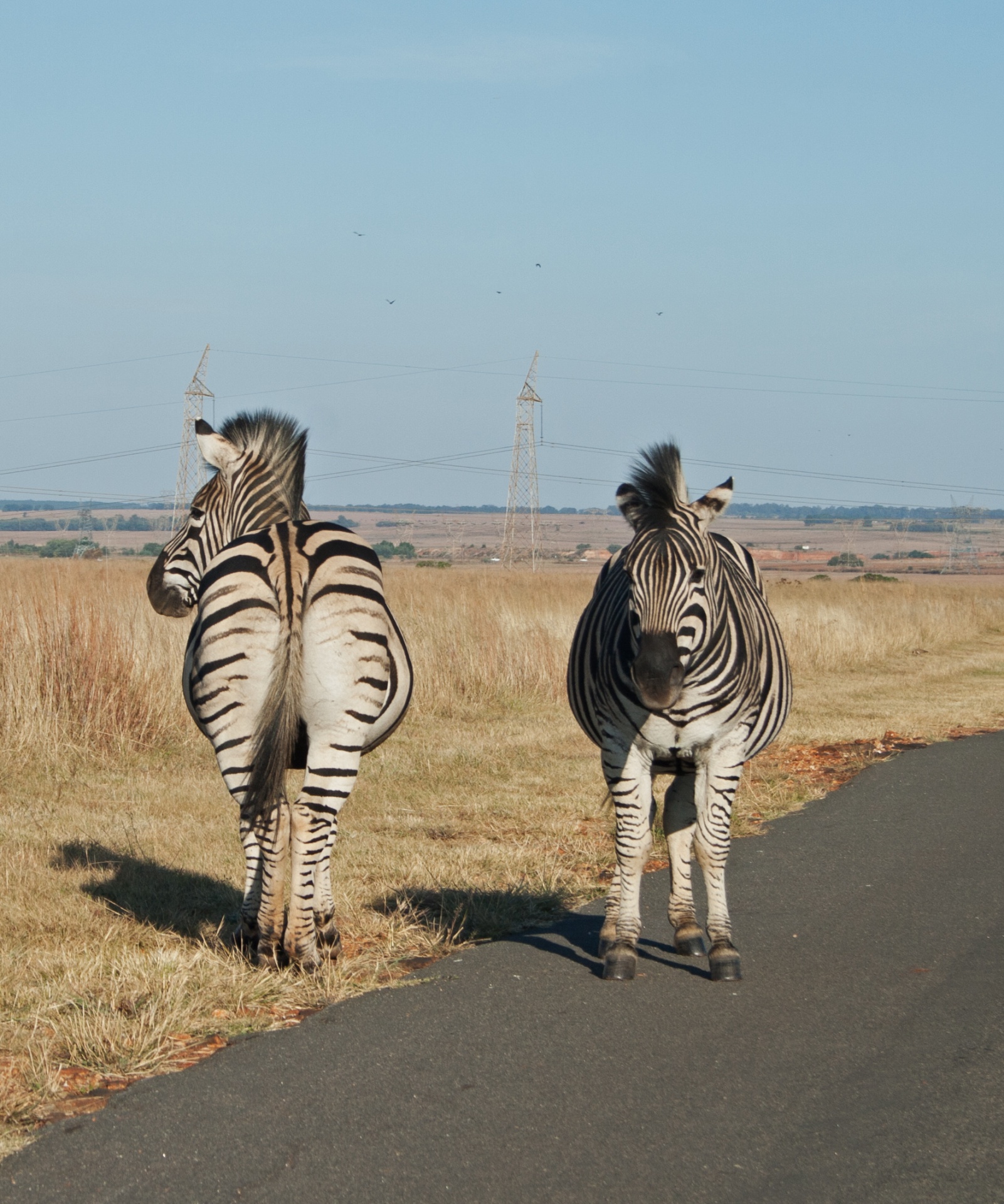 Zebra,  Žaidimas,  Gyvūnai,  Juoda,  Balta,  Juostos,  Ieško & Nbsp,  Į Priekį,  Vienas & Nbsp,  Ieško & Nbsp