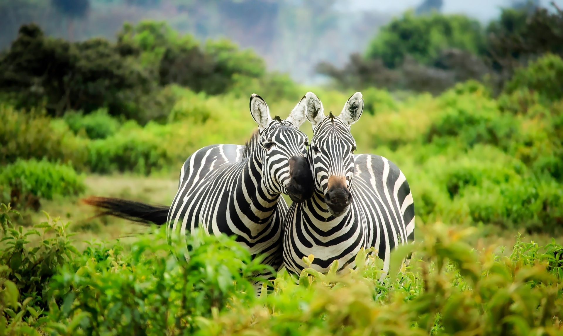 Zebra,  Pora,  Duetas,  Du,  Laukinė Gamta,  Gamta,  Juoda,  Balta,  Gyvūnas,  Žinduolis
