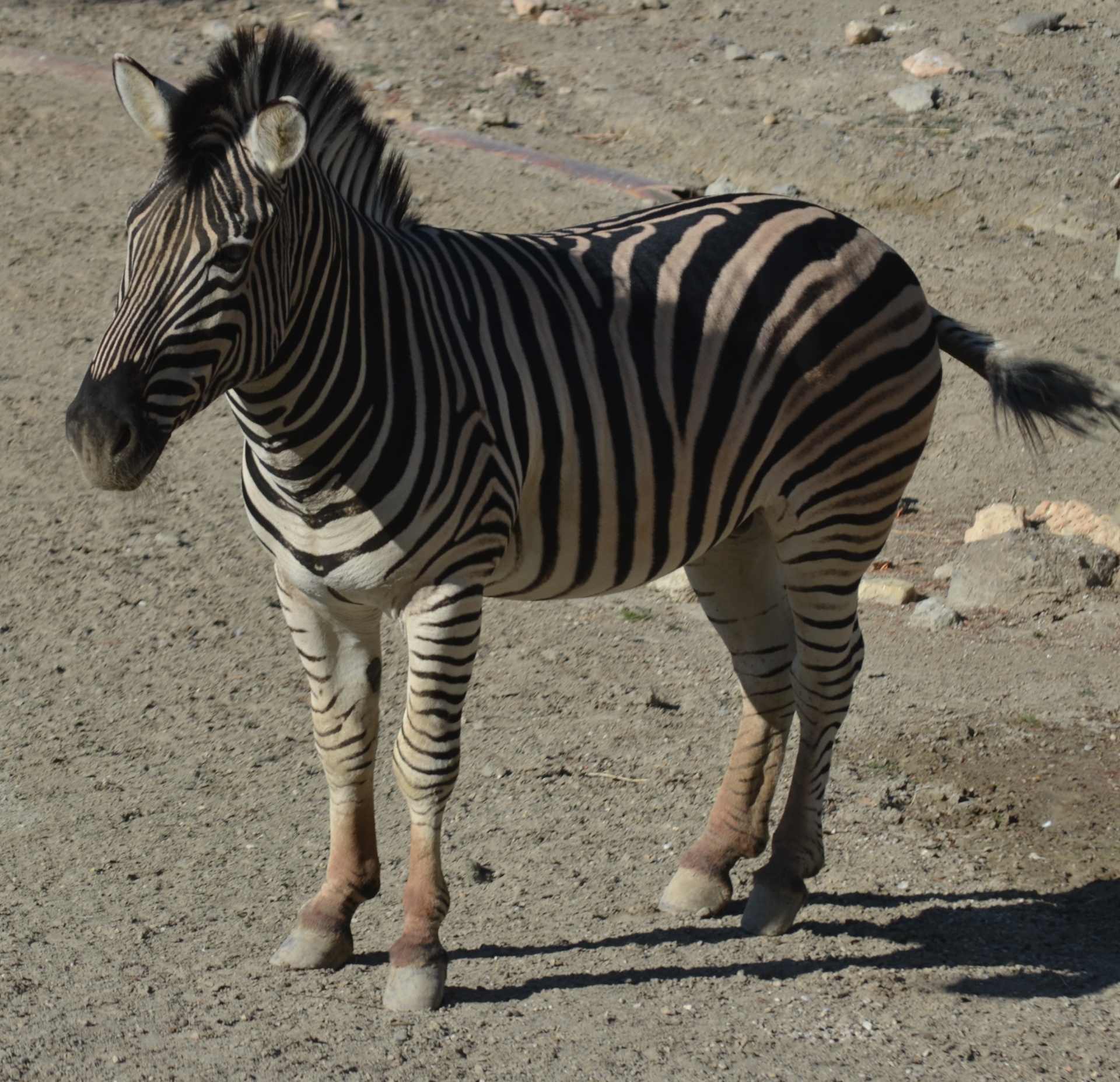 Zebra,  Gyvūnas,  Laukiniai,  Laukinė Gamta,  Gamta,  Zoologijos Sodas,  Zebra Portretas, Nemokamos Nuotraukos,  Nemokama Licenzija