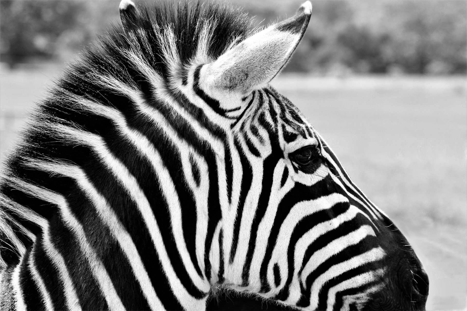 Gamta,  Laukinė Gamta,  Gyvūnai,  Arkliai,  Zebra,  Lygumos & Nbsp,  Zebra,  Iš Arti,  Portretas,  Profilis