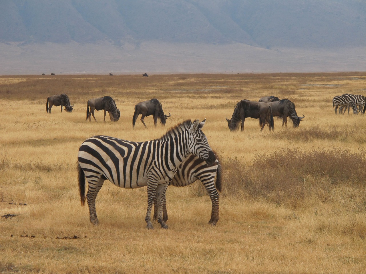 Zebra Safari, Ngorongoro, Gamta, Safari, Kelionė, Parkas, Savana, Zebra, Afrika, Tanzanija