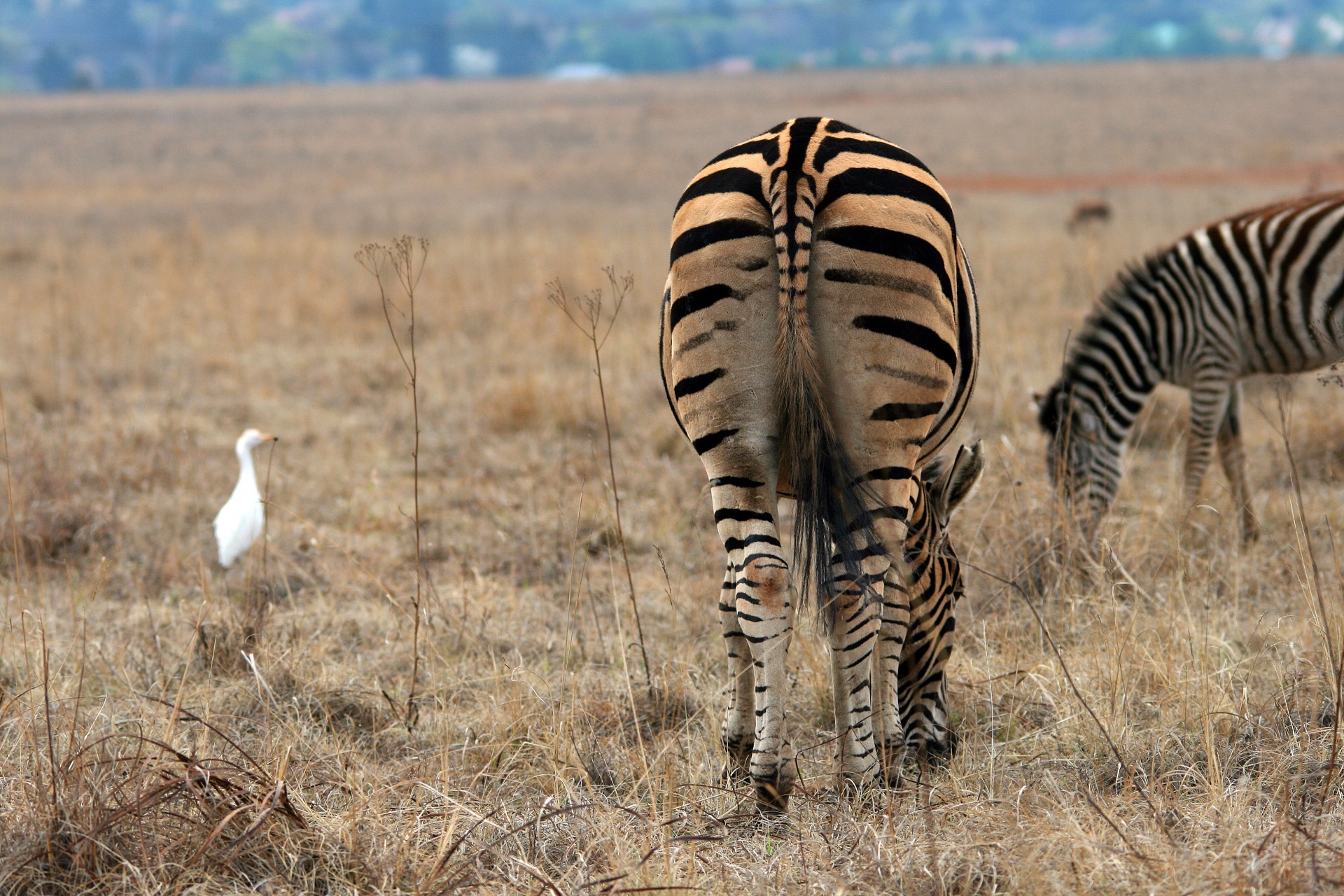 Gyvūnas,  Laukiniai,  Žaidimas,  Zebras,  Paukštis,  Egret,  Balta,  Veld,  Parkas,  Rietvlei