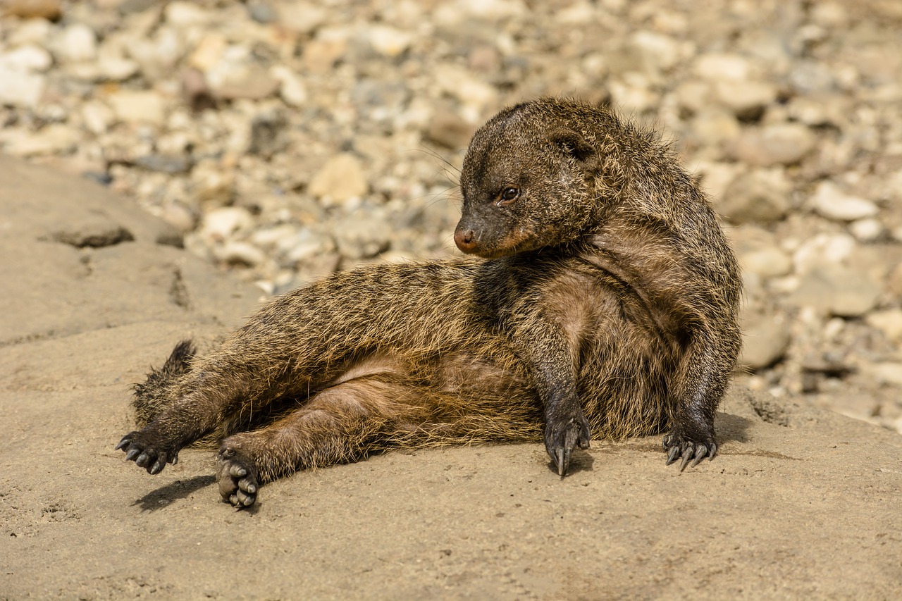 Zebramangust,  Brangi,  Mangust,  Saldus,  Mažų Plėšrūnų,  Odense Zoo,  Mongoose Šeima, Nemokamos Nuotraukos,  Nemokama Licenzija