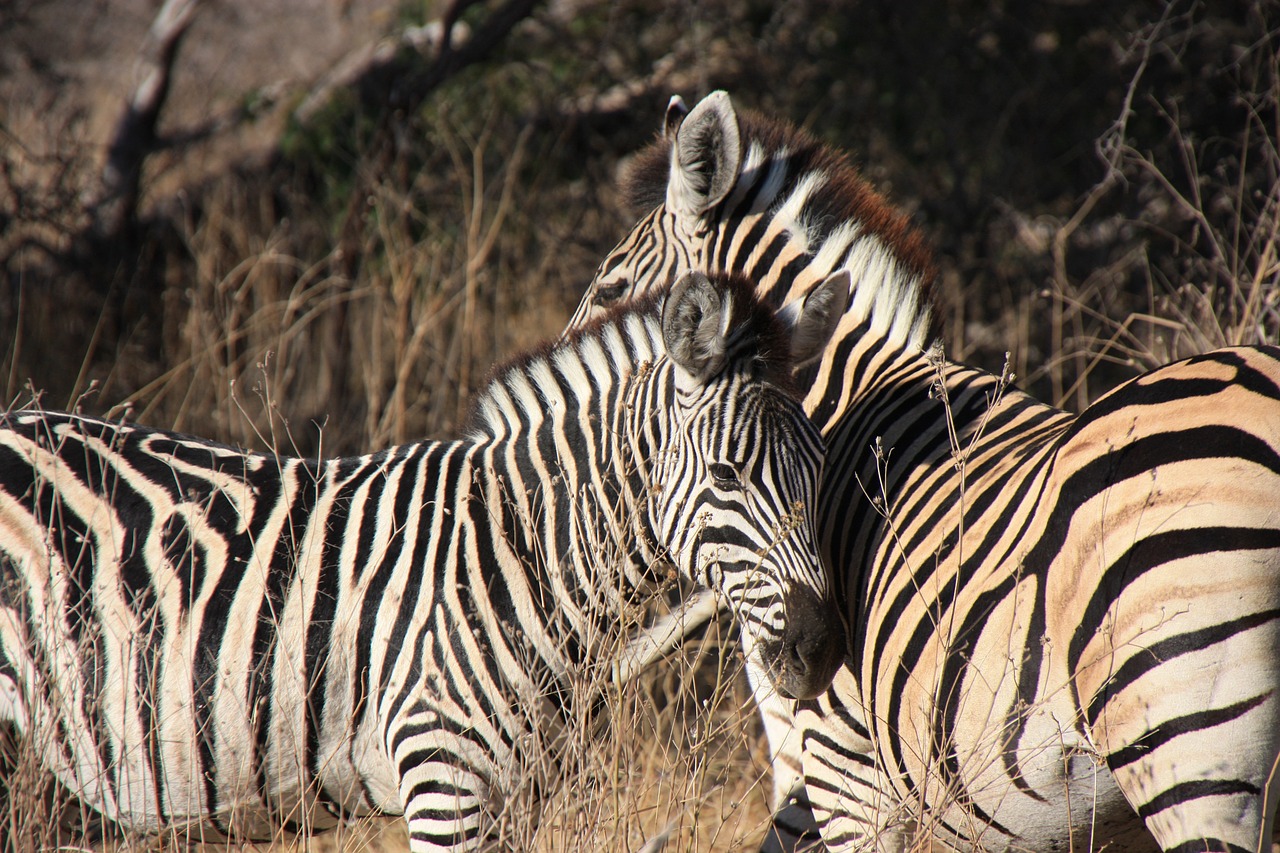 Zebras, Afrika, Laukinė Gamta, Safari, Gyvūnas, Džiunglės, Nuotykis, Dryžuotas, Bandas, Laukiniai