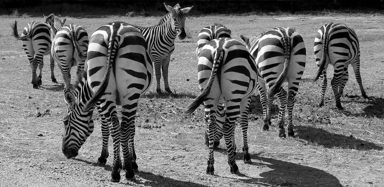 Zebras, Juoda Ir Balta, Juostelės, Gyvūnas, Backside, Laukinė Gamta, Uodega, Juoda, Gamta, Modelis