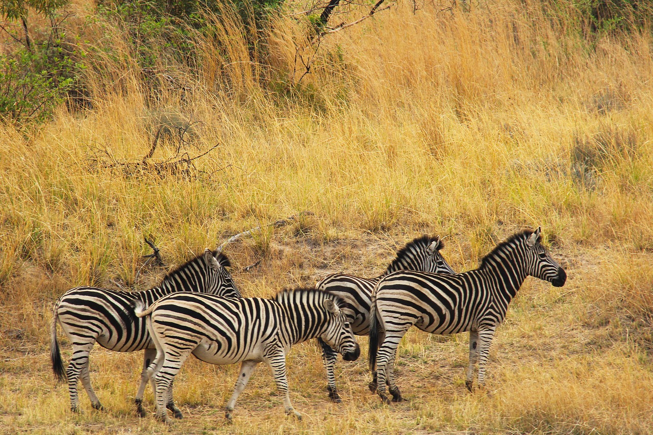 Zebras, Įdomus, Nuotykis, Safari, Vaizdingas, Gražus, Įdomus, Pateikti, Mabula, Mabula Žaidimų Namelis
