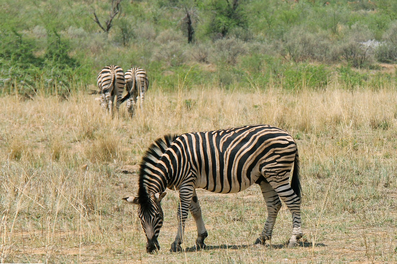 Zebras, Įdomus, Nuotykis, Safari, Vaizdingas, Gražus, Įdomus, Saulės Miestas, Pilanesbergo Žaidimų Rezervas, Johanesburgas