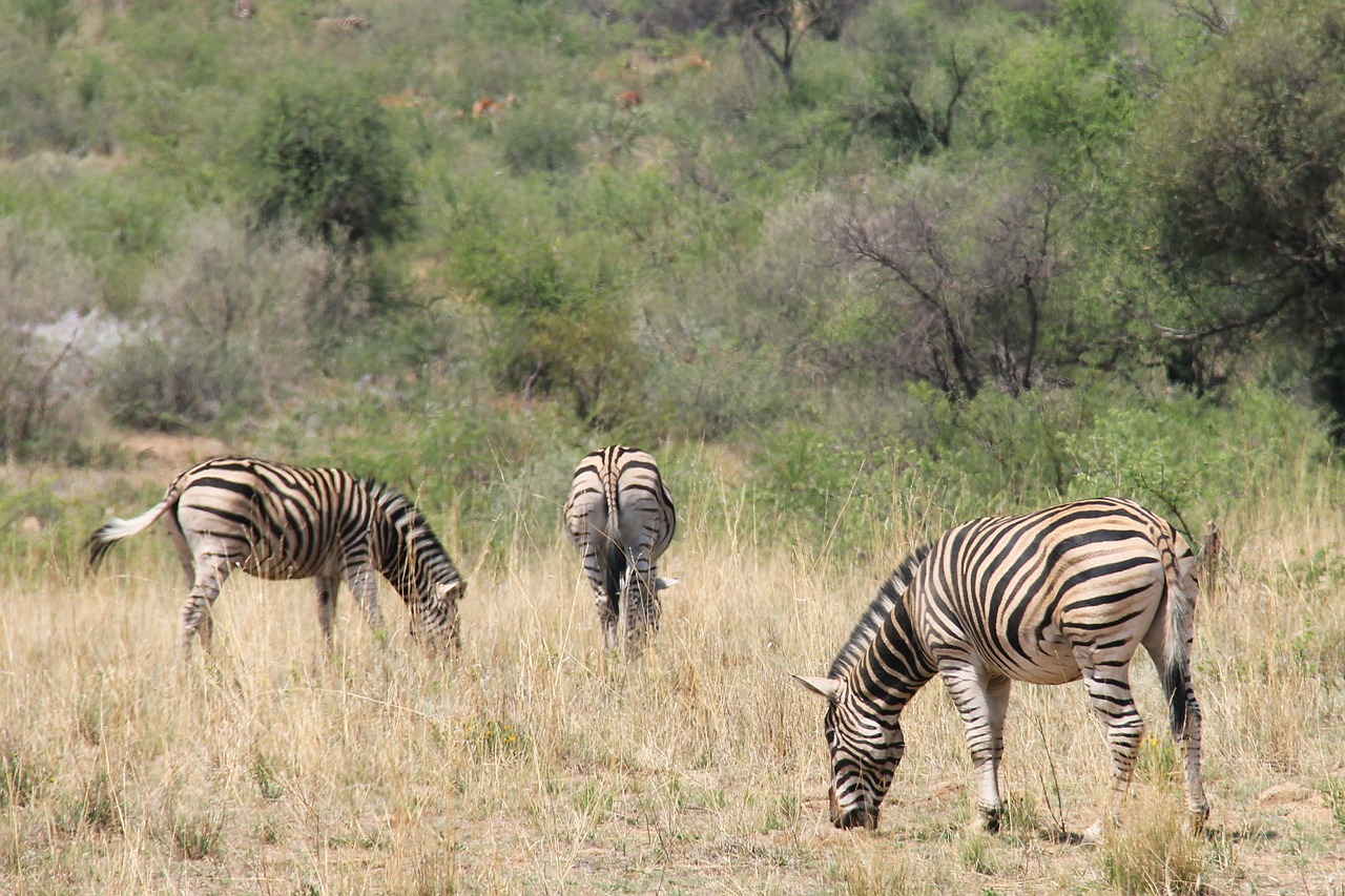 Zebras, Įdomus, Nuotykis, Safari, Vaizdingas, Gražus, Įdomus, Saulės Miestas, Pilanesbergo Žaidimų Rezervas, Johanesburgas