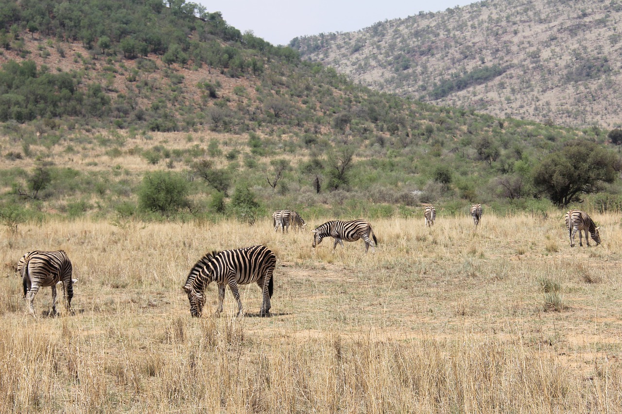 Zebras, Įdomus, Nuotykis, Safari, Vaizdingas, Gražus, Įdomus, Saulės Miestas, Pilanesbergo Žaidimų Rezervas, Johanesburgas