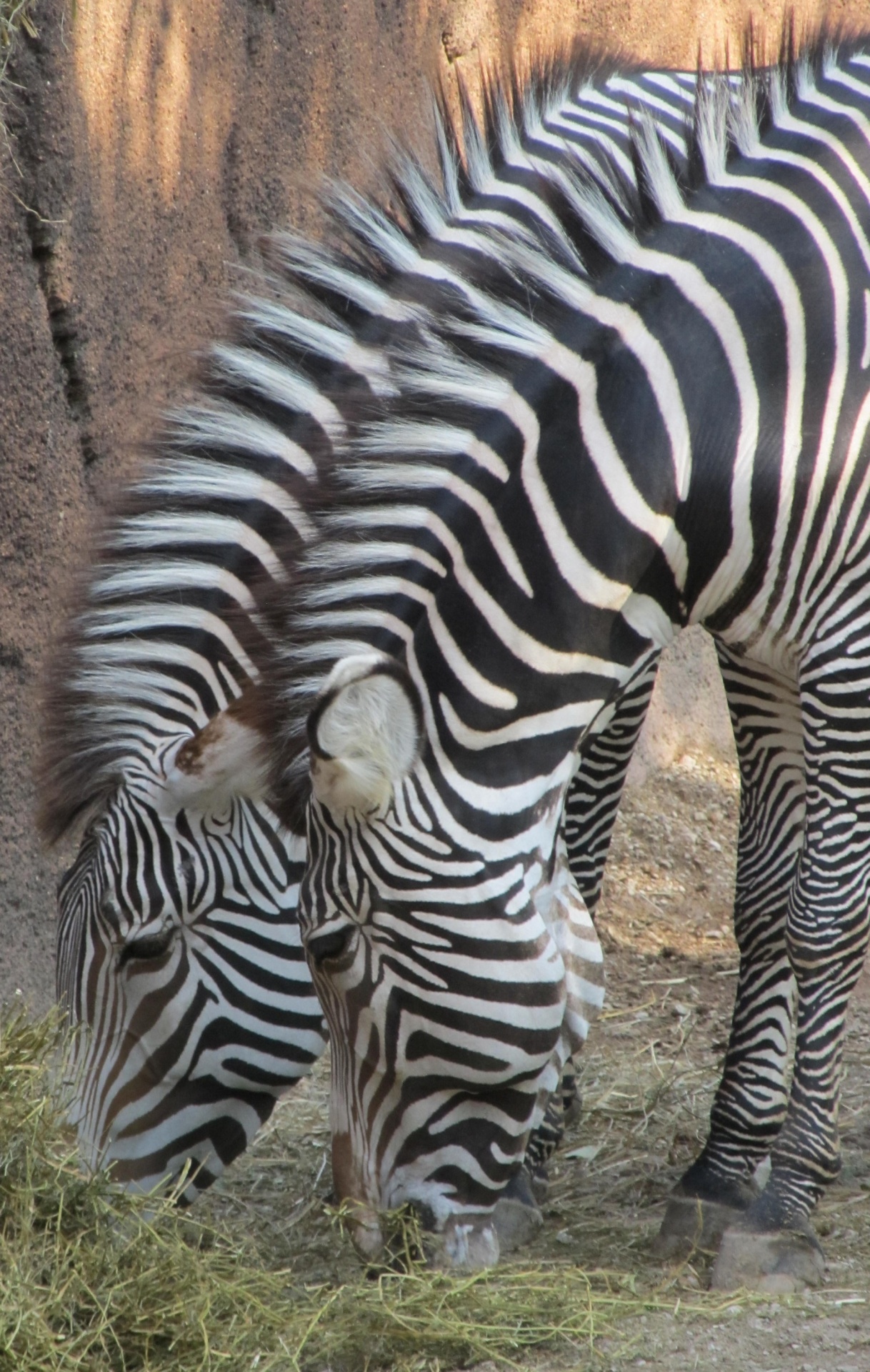 Zebra,  Pora,  Duetas,  Du,  Laukinė Gamta,  Gamta,  Juoda,  Balta,  Gyvūnas,  Žinduolis