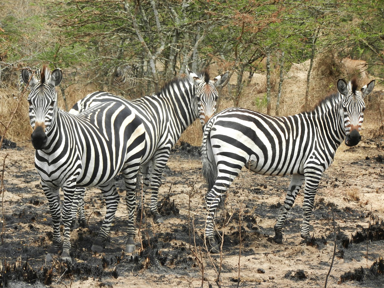 Zebras, Flock, Įdomu, Uganda, Juostelės, Gyvūnai, Laukinis Gyvūnas, Dėmesio, Laukinė Gamta, Safari