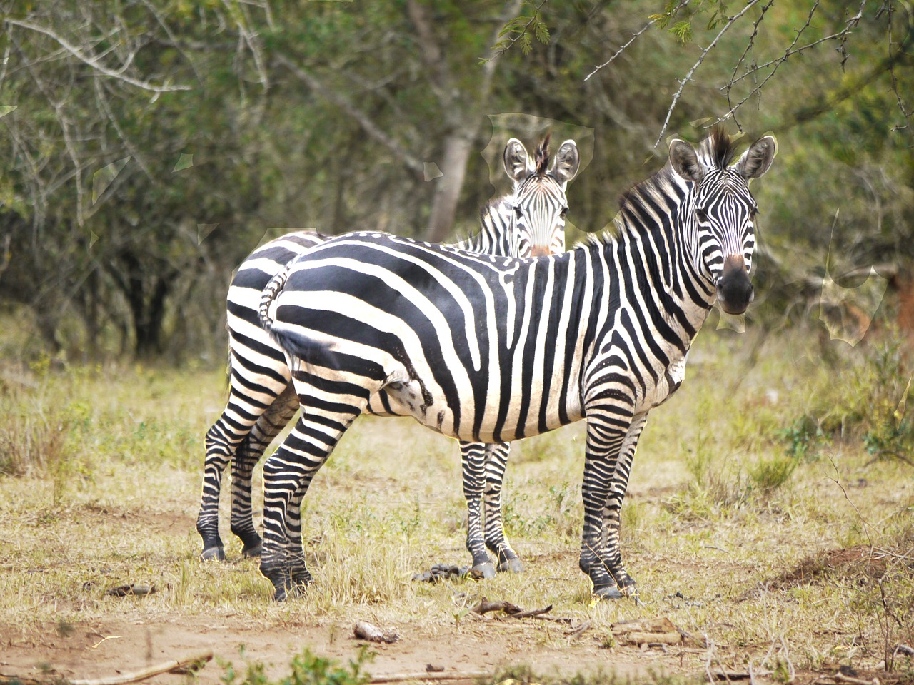 Zebras, Flock, Pora, Įdomu, Uganda, Juostelės, Gyvūnai, Laukinis Gyvūnas, Dėmesio, Laukinė Gamta