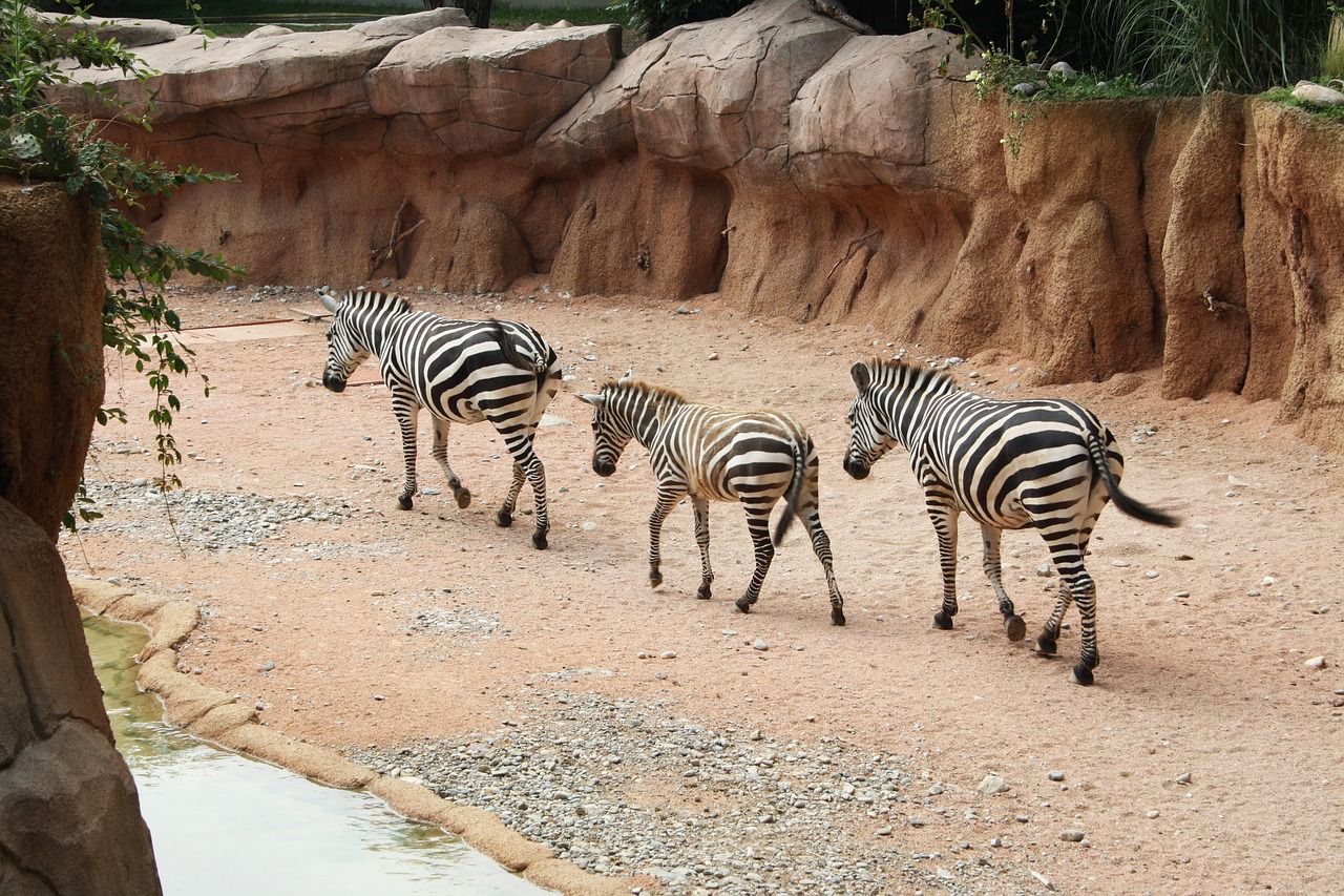 Zebras, Zebra, Juostelės, Eilutė, Gamta, Gyvūnas, Gyvūnai, Parkas, Gamtos Parkas, Zoologijos Sodas