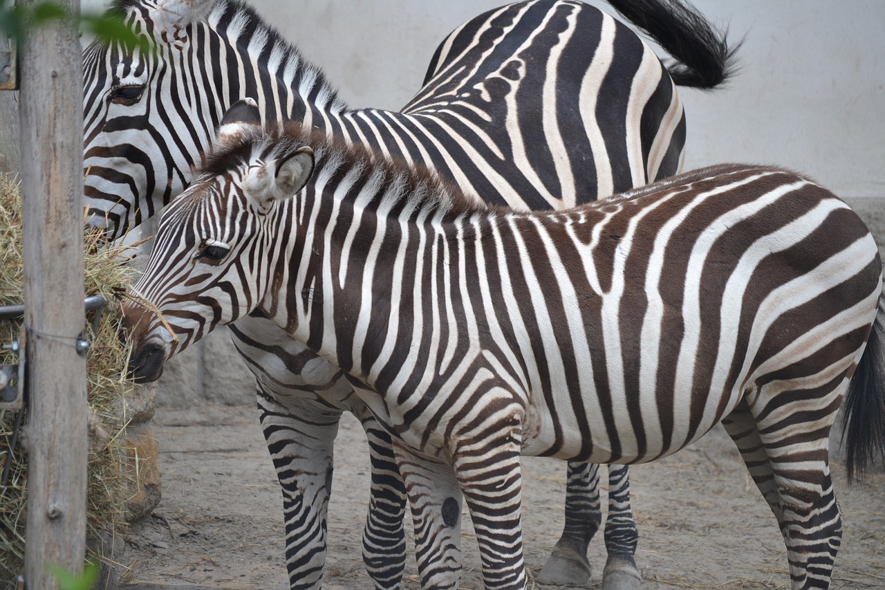 Zebras, Zoologijos Sodas, Budapest, Nemokamos Nuotraukos,  Nemokama Licenzija