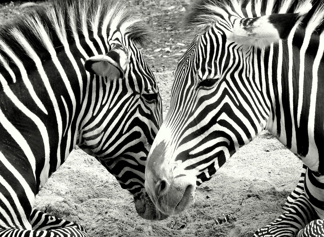 Zebras, Zoologijos Sodas, Juoda Ir Balta, Nemokamos Nuotraukos,  Nemokama Licenzija