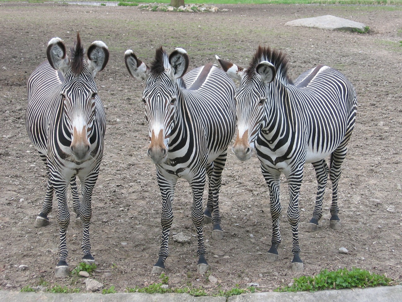 Zebras, Zebra, Zoologijos Sodas, Juostelės, Gyvūnai, Juoda Ir Balta, Pėsčiųjų Perėja, Piešimas, Trys, Nemokamos Nuotraukos