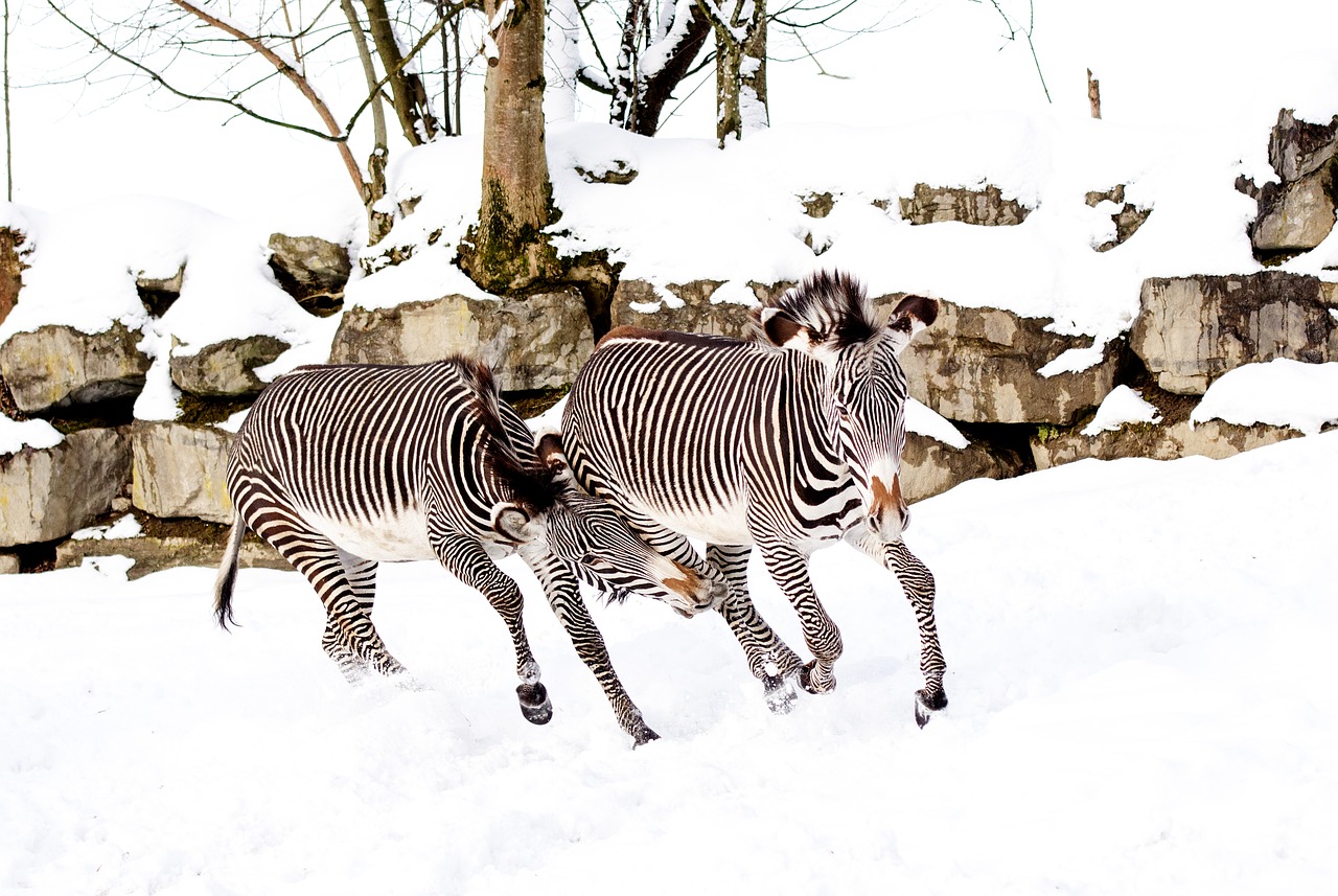 Zebras, Žaisti, Sniegas, Zoologijos Sodas, Nemokamos Nuotraukos,  Nemokama Licenzija