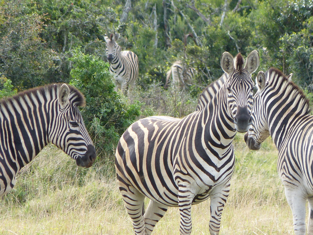 Zebras, Safari, Kruger Nacionalinis Parkas, Nemokamos Nuotraukos,  Nemokama Licenzija