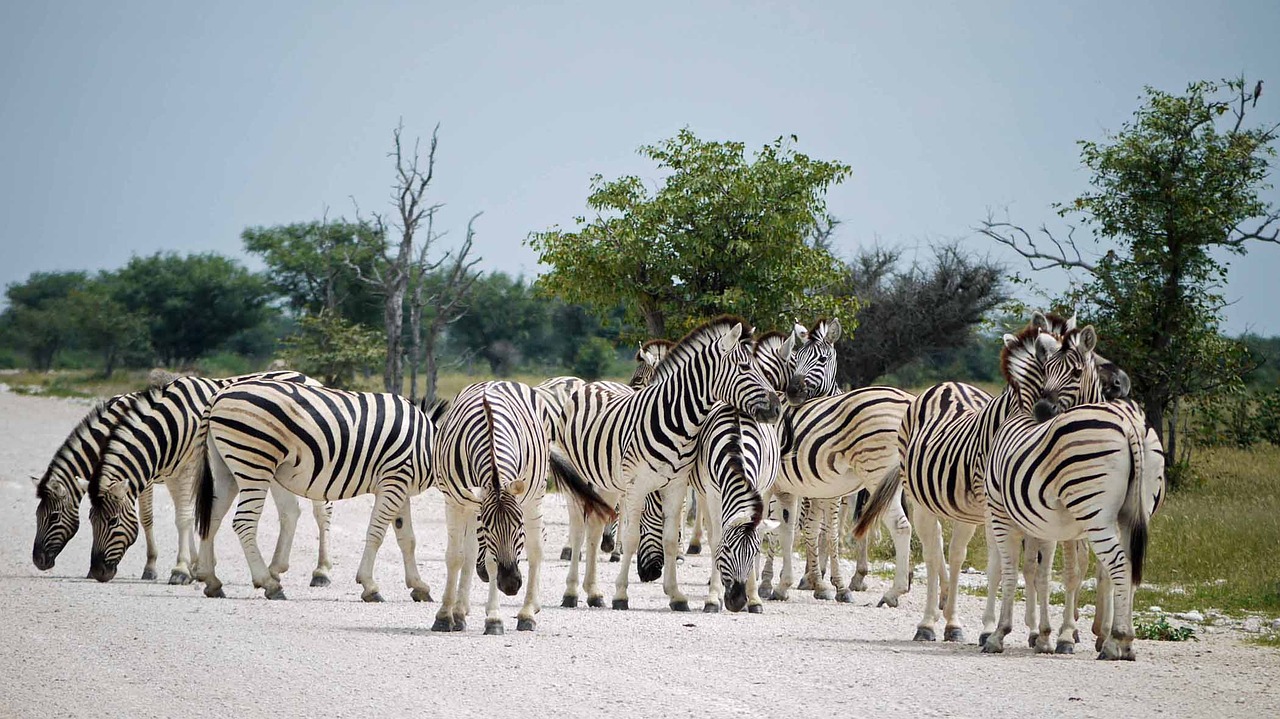 Zebras, Namibija, Etosha, Afrika, Stepė, Flock, Laukinis Gyvūnas, Laukinė Gamta, Safari, Nemokamos Nuotraukos