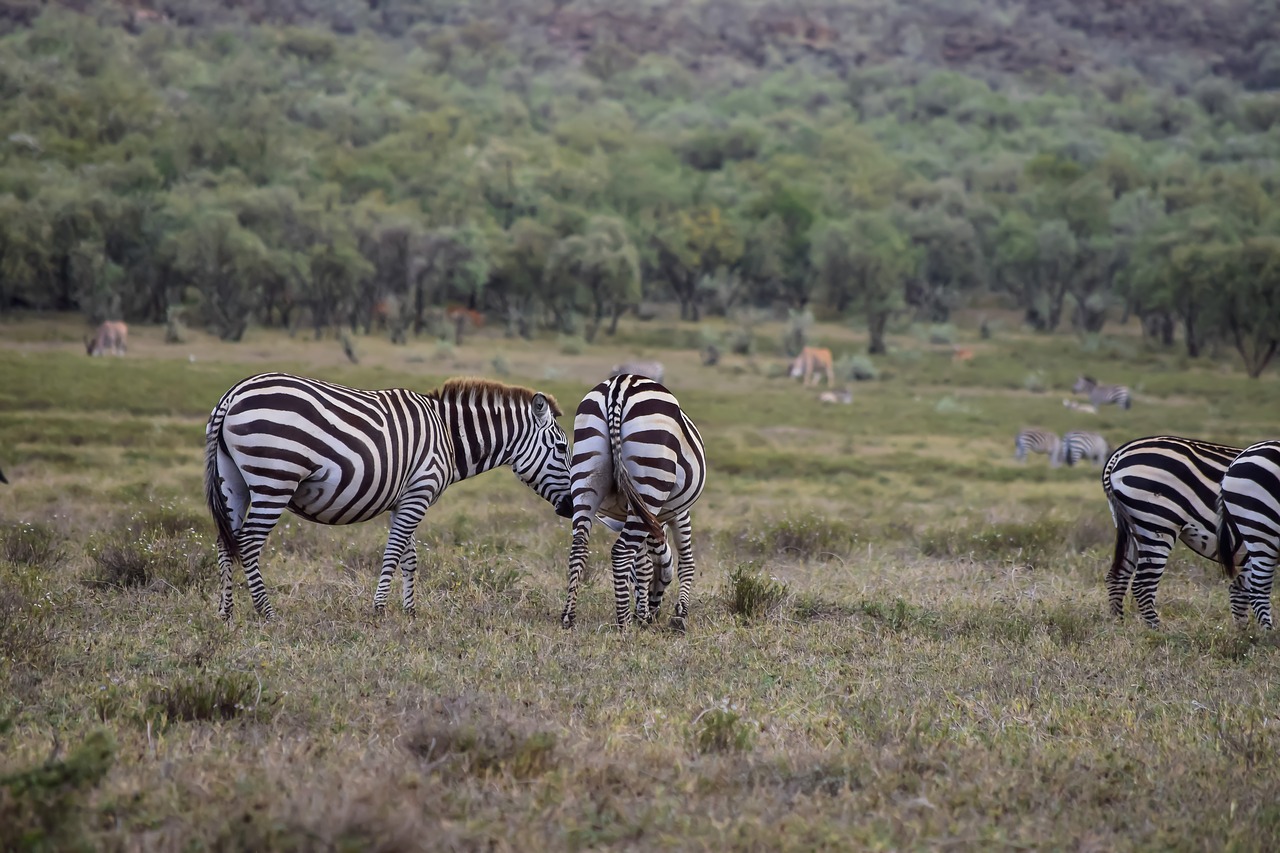 Zebras, Ganymas, In, Kenya, Nemokamos Nuotraukos,  Nemokama Licenzija