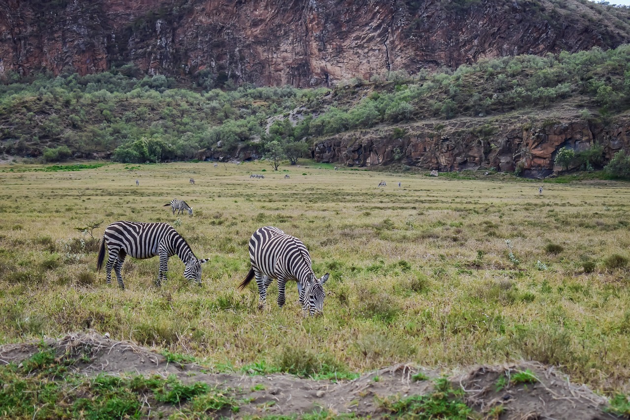Zebras, Ganymas, In, Kenya, Nemokamos Nuotraukos,  Nemokama Licenzija