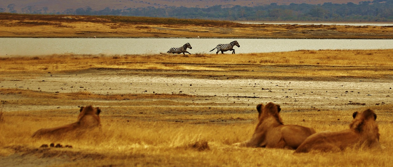 Zebras, Liūtys, Serengeti, Tanzanija, Afrika, Safari, Gyvūnas, Patinas, Pasiruošęs Įpykti, Mėsėdis