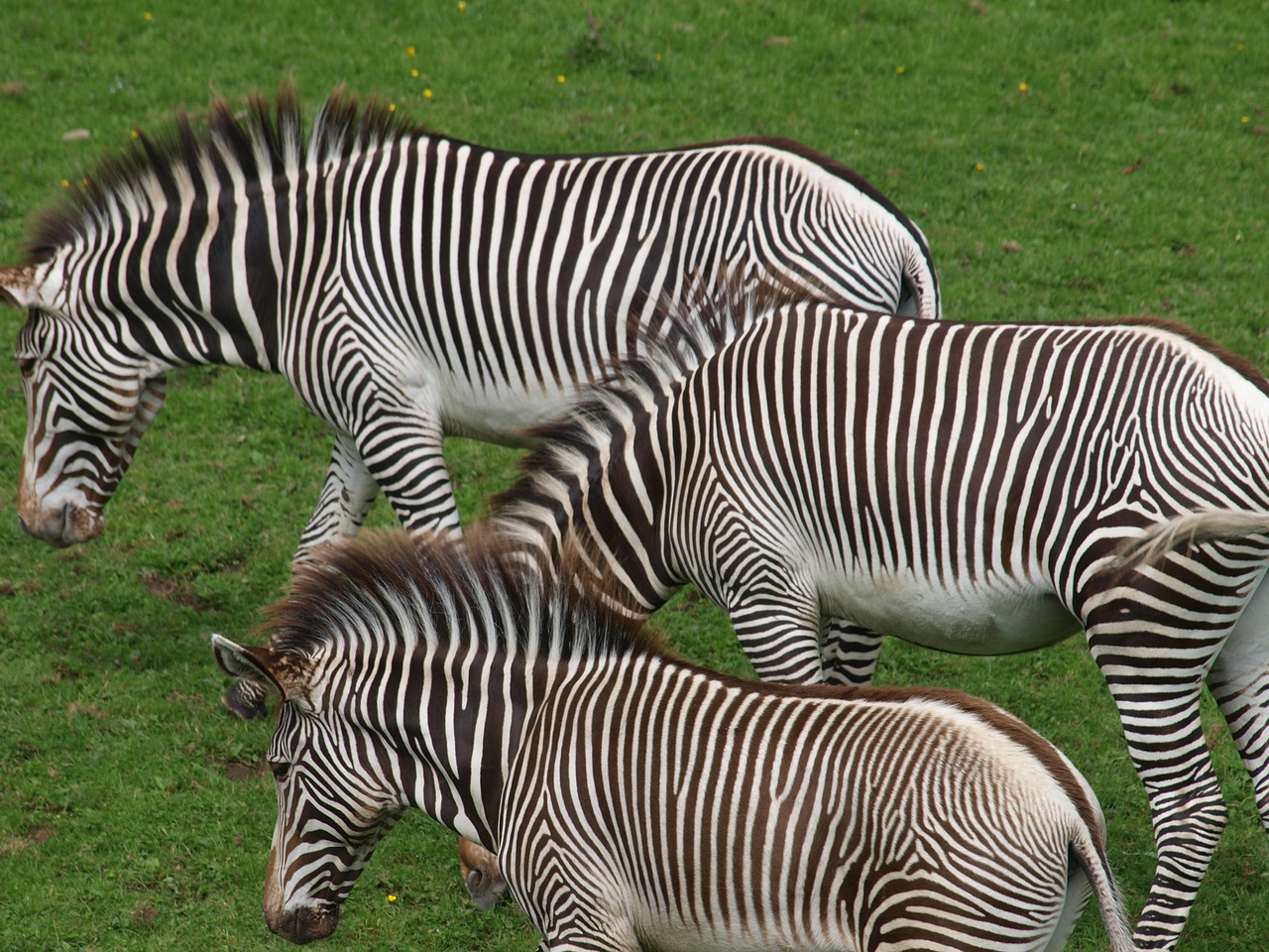 Zebras, Arkliai, Gyvūnai, Žinduoliai, Savana, Stepė, Afrika, Balta, Dryžuotas, Modelis