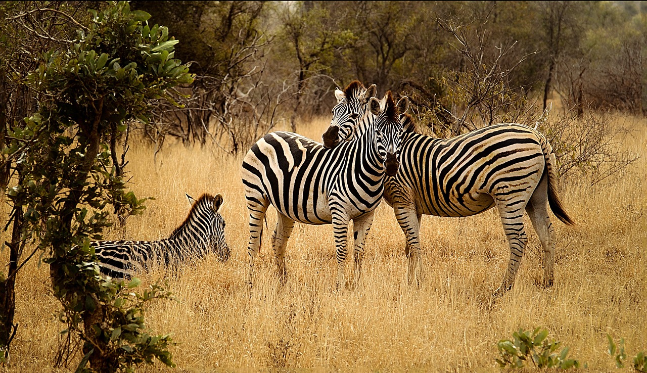 Zebras, Grupė, Savanna, Bushveld, Kraštovaizdis, Krūmas, Išsaugojimas, Laukinė Gamta, Žolėdžių, Nemokamos Nuotraukos
