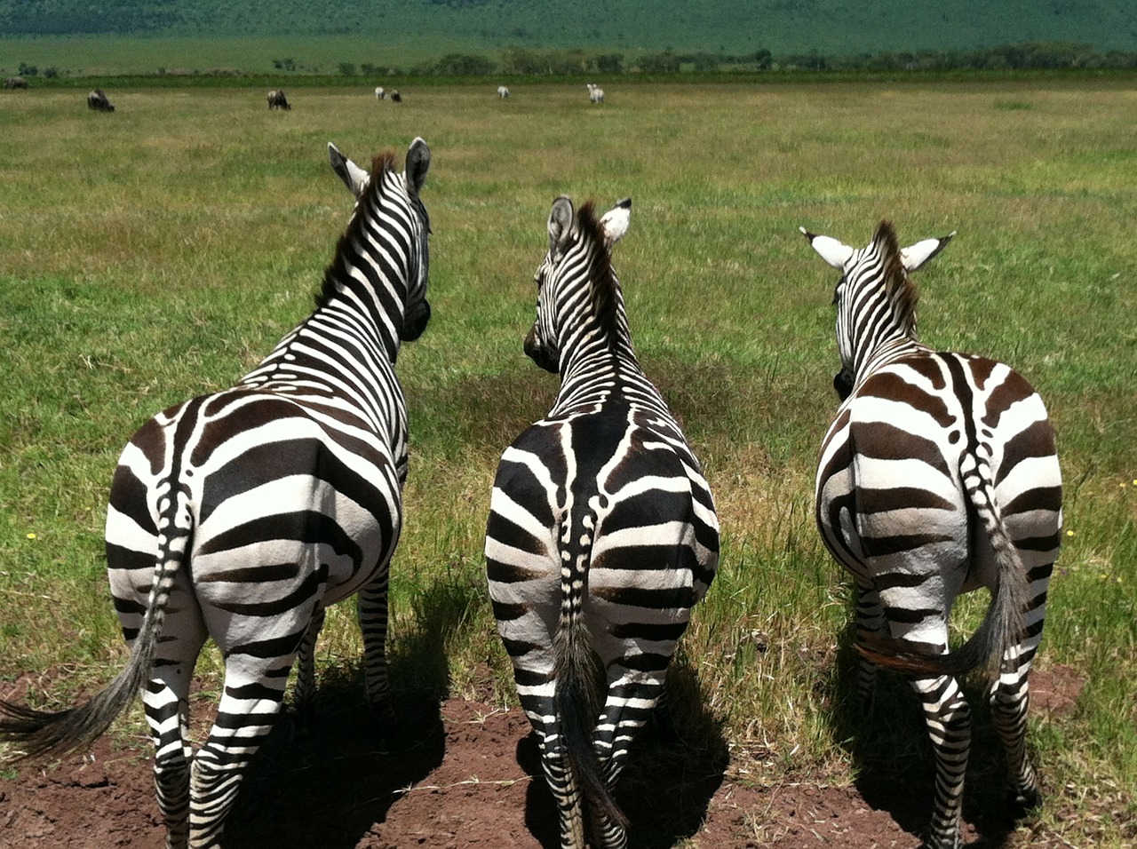 Zebras, Gyvūnai, Laukinė Gamta, Žinduolis, Laukiniai, Dryžuotas, Afrikos, Modelis, Fauna, Savanna