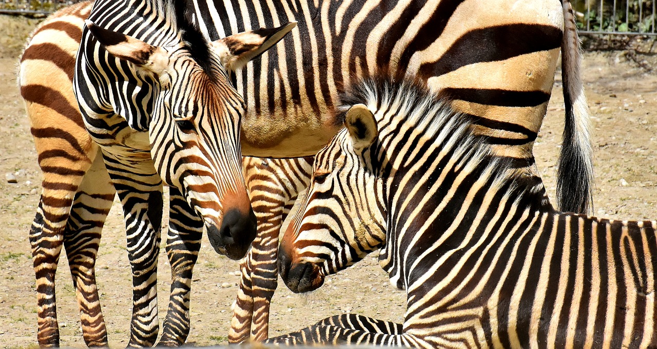Zebrai,  Laukinis Gyvūnas,  Zoo,  Afrikoje,  Gyvūnas,  Crosswalk,  Pobūdį,  Gyvūnijos Pasaulyje,  Žinduolis,  Juostelės