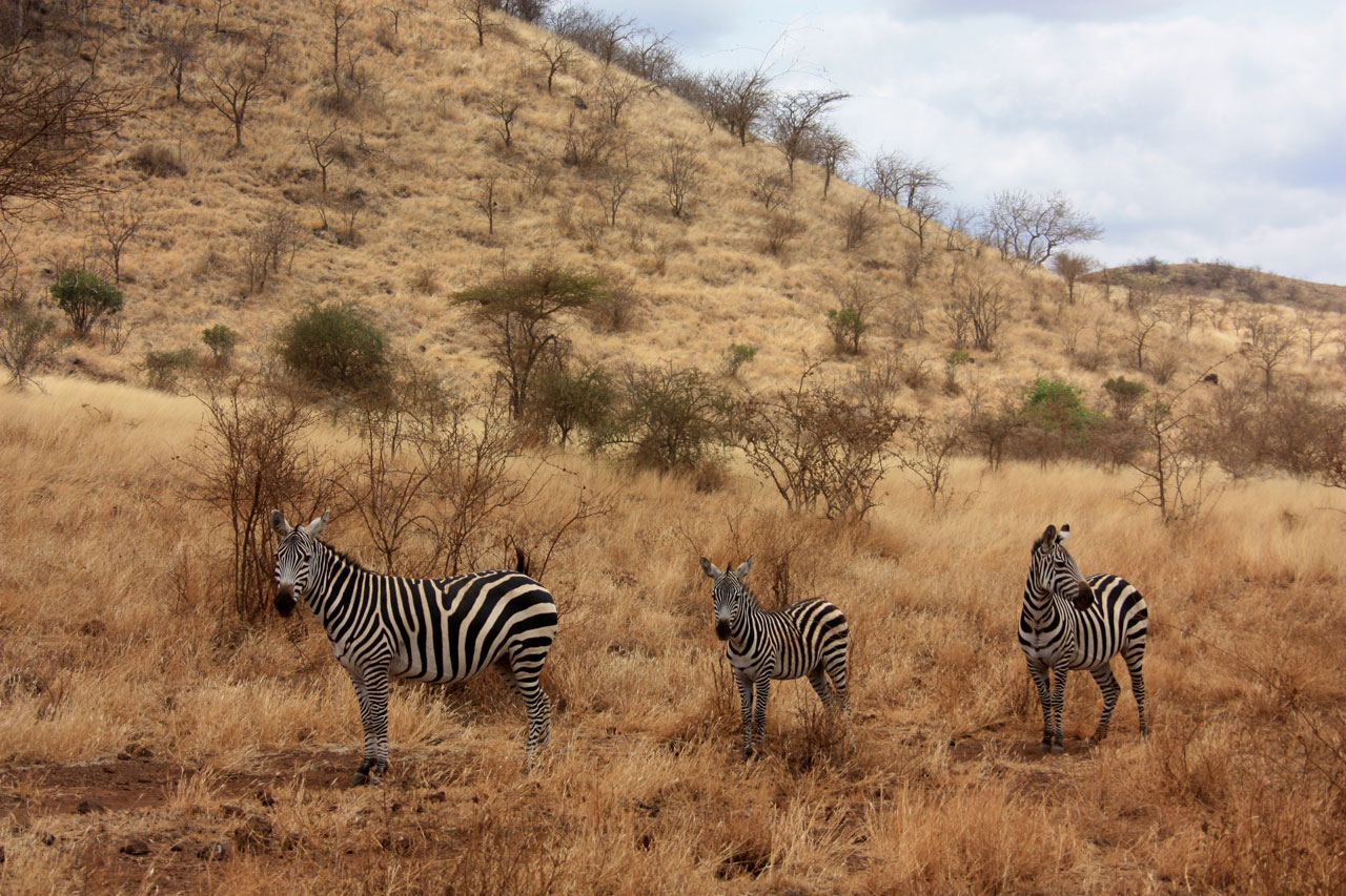 Zebra,  Gyvūnas,  Šeima,  Laukiniai,  Žinduolis,  Safari,  Afrika,  Kelionė,  Kenya,  Tsavo