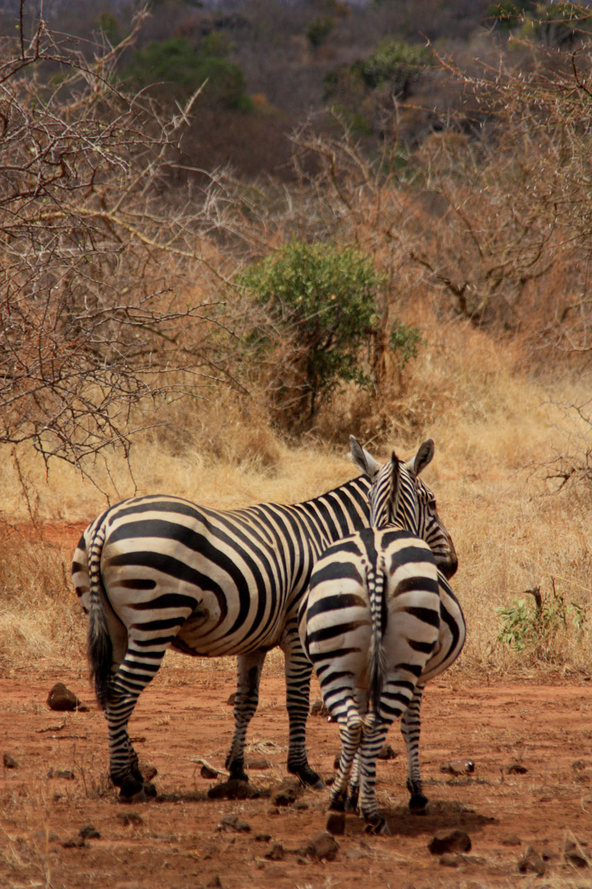 Zebra,  Gyvūnas,  Šeima,  Laukiniai,  Žinduolis,  Safari,  Afrika,  Kelionė,  Kenya,  Tsavo