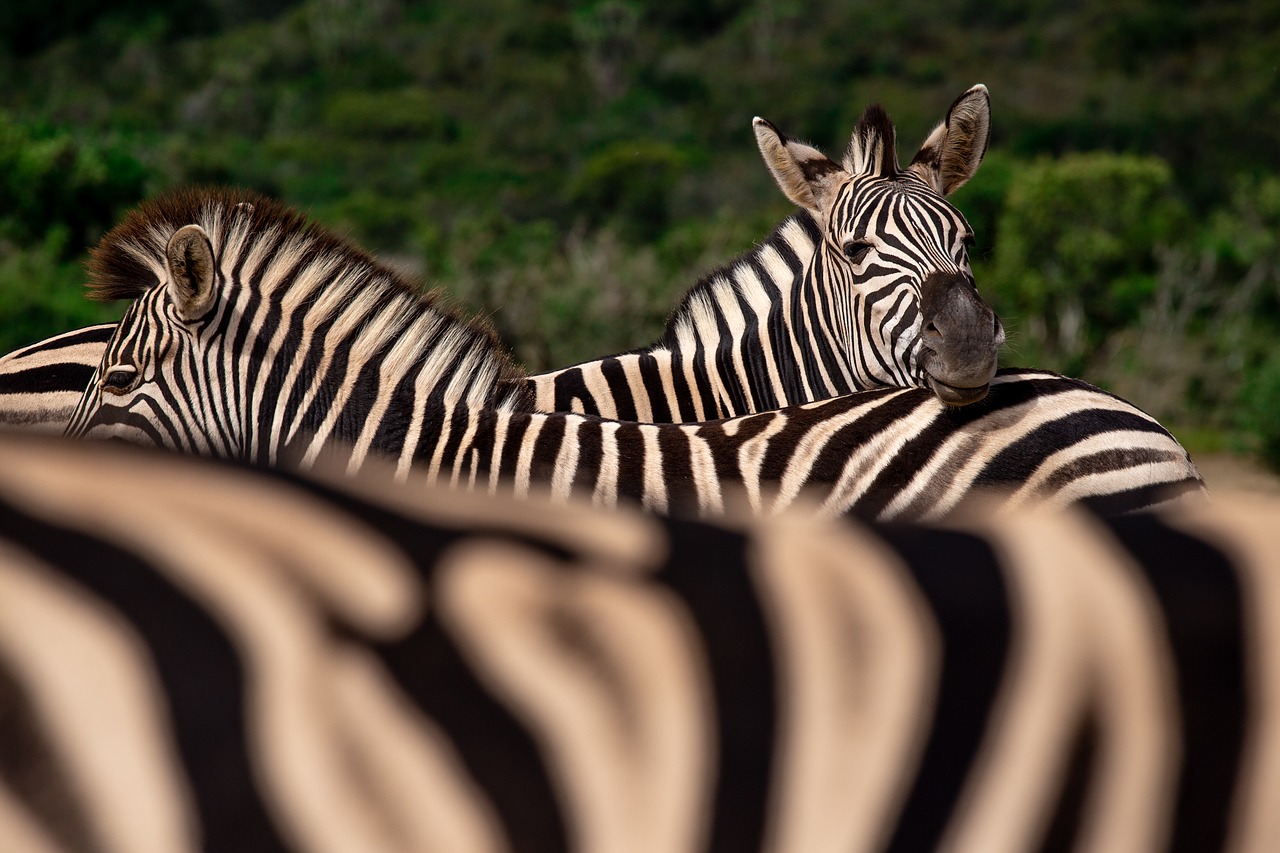 Zebrai,  Pietų Afrika,  Gyvūnai,  Savannah,  Safari,  Gyvūnijos Pasaulyje,  Juostelės,  Laukinių,  Gamta, Nemokamos Nuotraukos